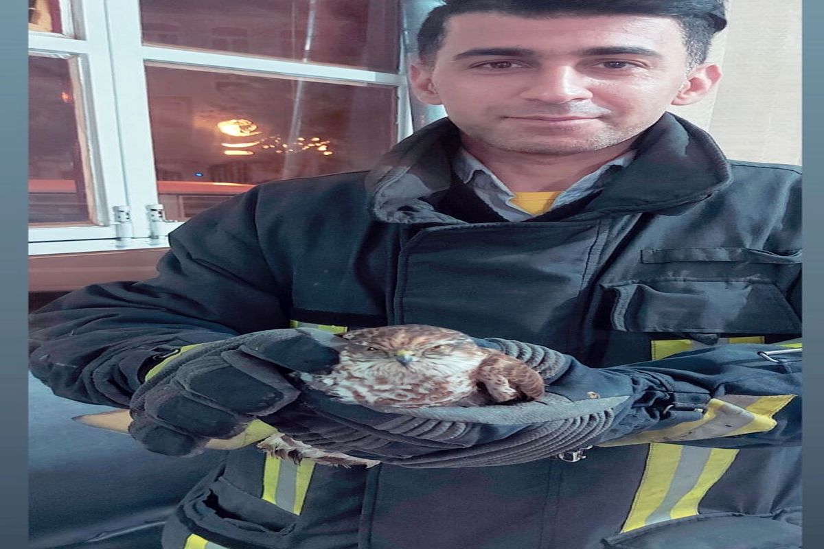 پرنده شکاری نادر به محیط زیست تحویل شد