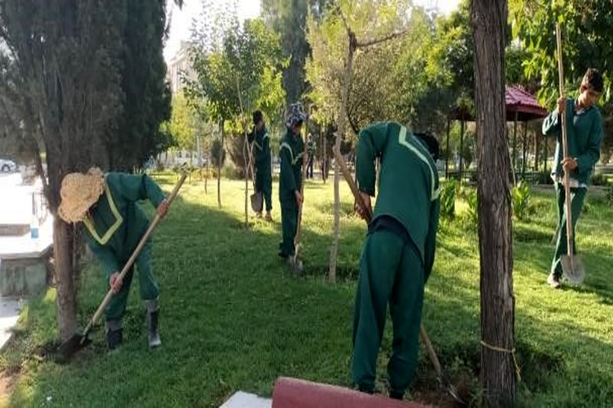 اجرای عملیات اصلاح  و تشتک گذاری درختان منطقه ۱۵ تهران