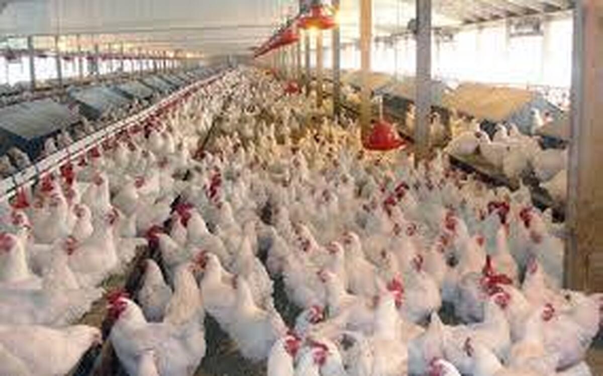 پیش‌بینی تولید ۷ هزار تن مرغ در لرستان تا پایان دی ماه