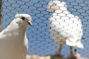 ابدالی: ۶۵ گونه از پرندگان در معرض خطر انقراض قرار دارند
