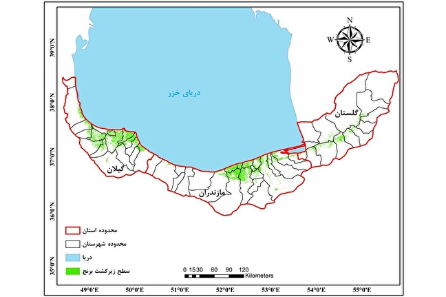 سالاریه: ۴۷۰ هزار هکتار از مساحت سه استان گیلان، مازندران و گلستان به کشت برنج اختصاص یافت