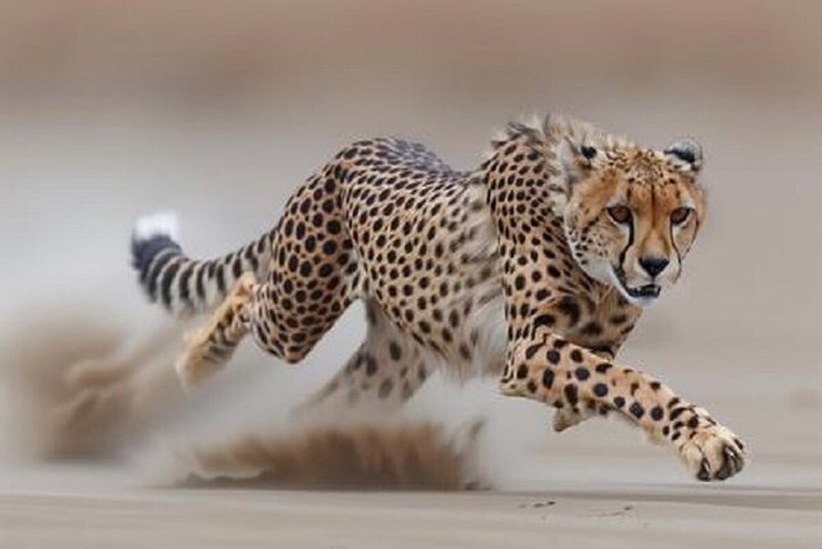 ظهور نادر لفهدٍ آسيويّ في محمية توران الطبيعية بمحافظة شاهرود