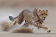 ظهور نادر لفهدٍ آسيويّ في محمية توران الطبيعية بمحافظة شاهرود