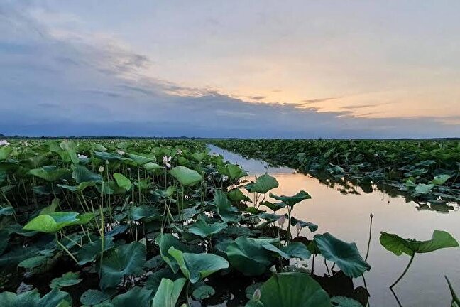 حماية المستنقعات الطبيعية بالاعتماد على المعارف المحلية والتعاون الدولي
