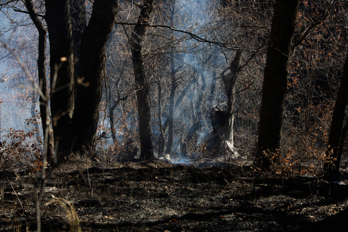 Iran contains another wildfire in Hyrcanian forests