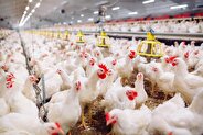 Poultry Industry Warns of Billion-Dollar Losses from “Arian” Breed / Low Efficiency Imposes Nearly $1 Billion in Extra Costs