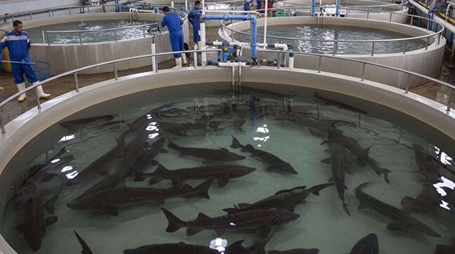 Official: Iran’s fishery exports up 30% y/y in Apr-Oct