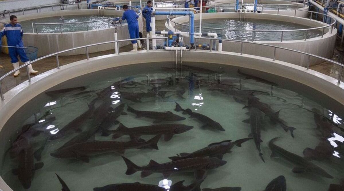 Official: Iran’s fishery exports up 30% y/y in Apr-Oct