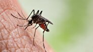 WHO: Africa hit hardest as malaria deaths rise worldwide