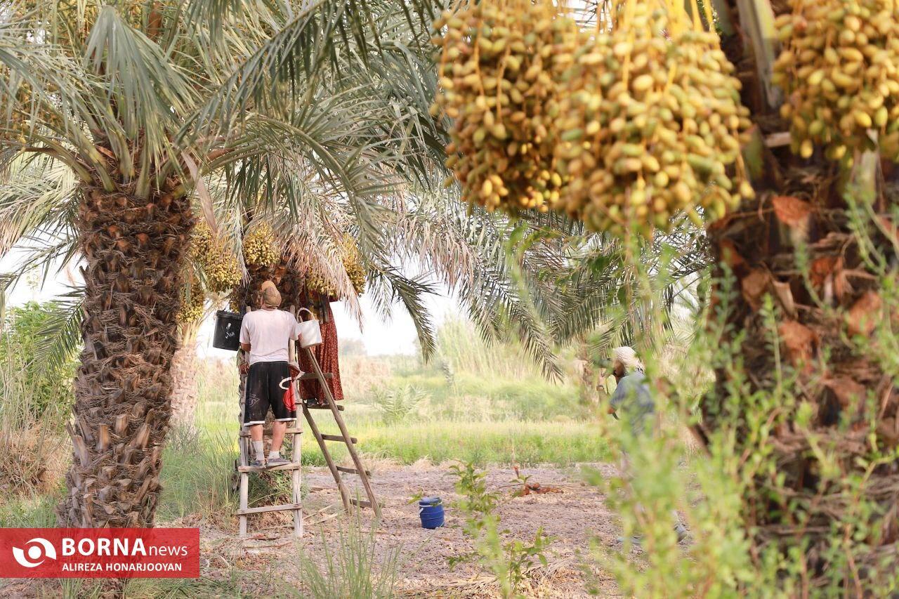 Harvesting Estemaran Dates in Khorramshahr’s Scorching Heat Harvesting Estemaran Dates in Khorramshahr’s Scorching Heat