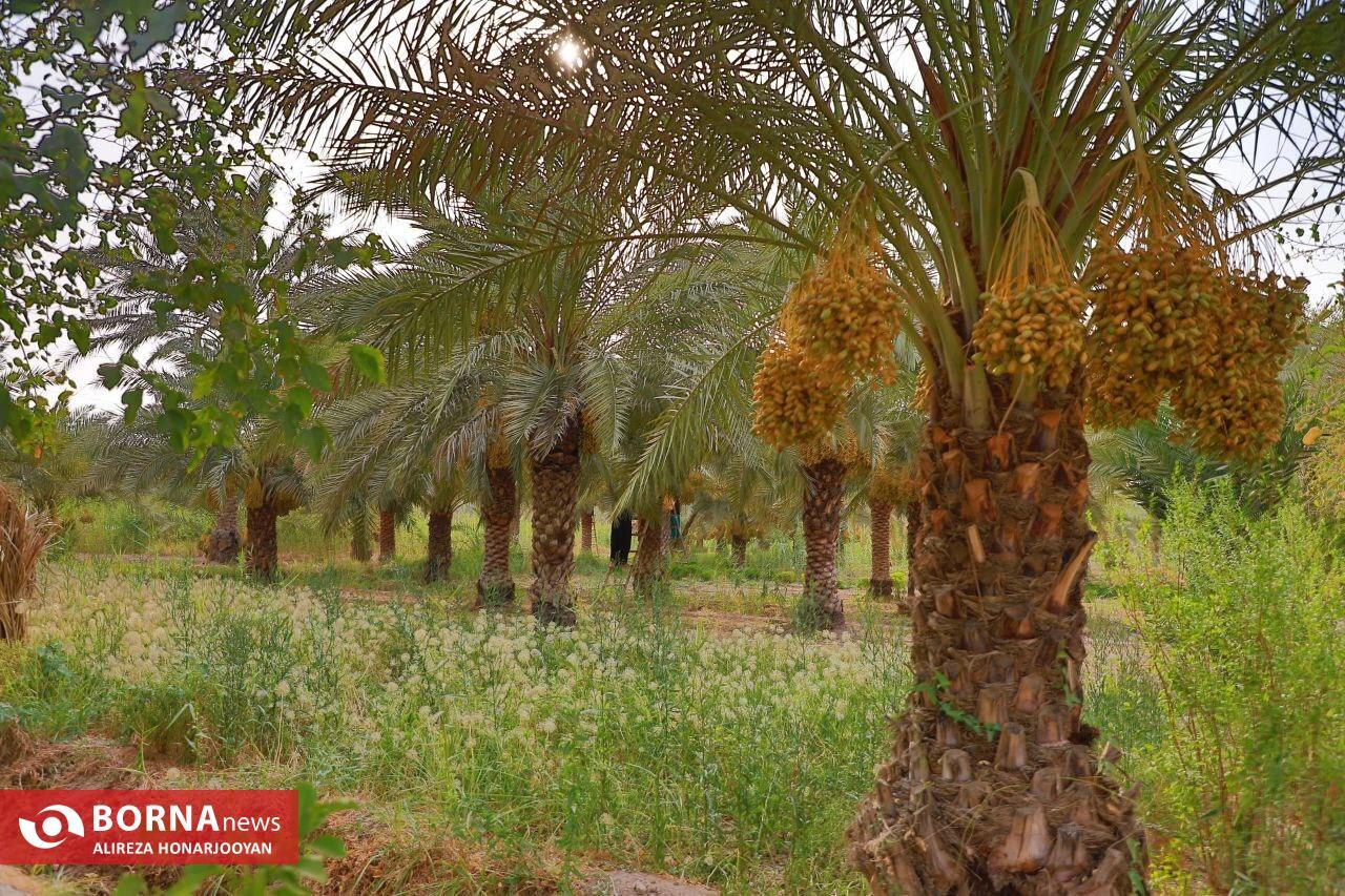 Harvesting Estemaran Dates in Khorramshahr’s Scorching Heat Harvesting Estemaran Dates in Khorramshahr’s Scorching Heat