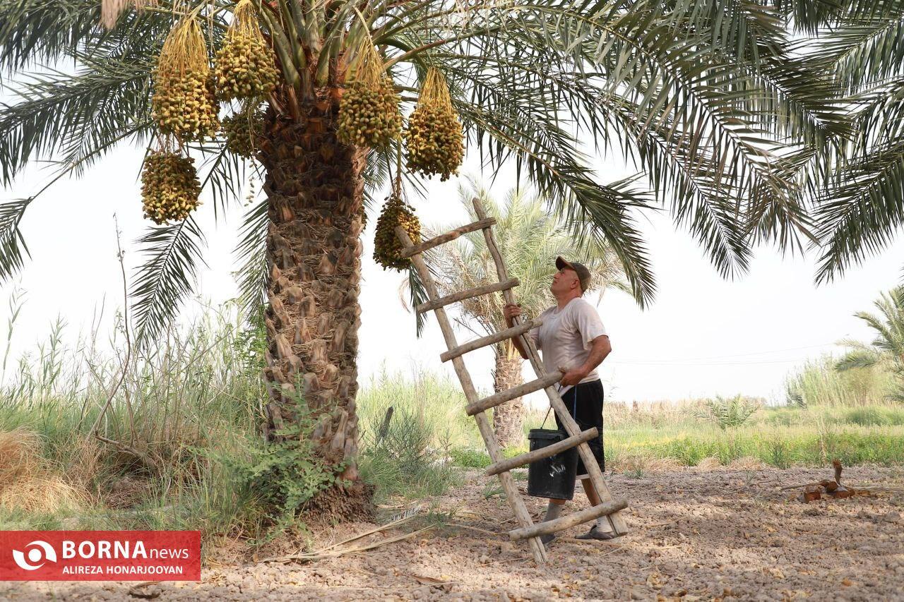 Harvesting Estemaran Dates in Khorramshahr’s Scorching Heat Harvesting Estemaran Dates in Khorramshahr’s Scorching Heat