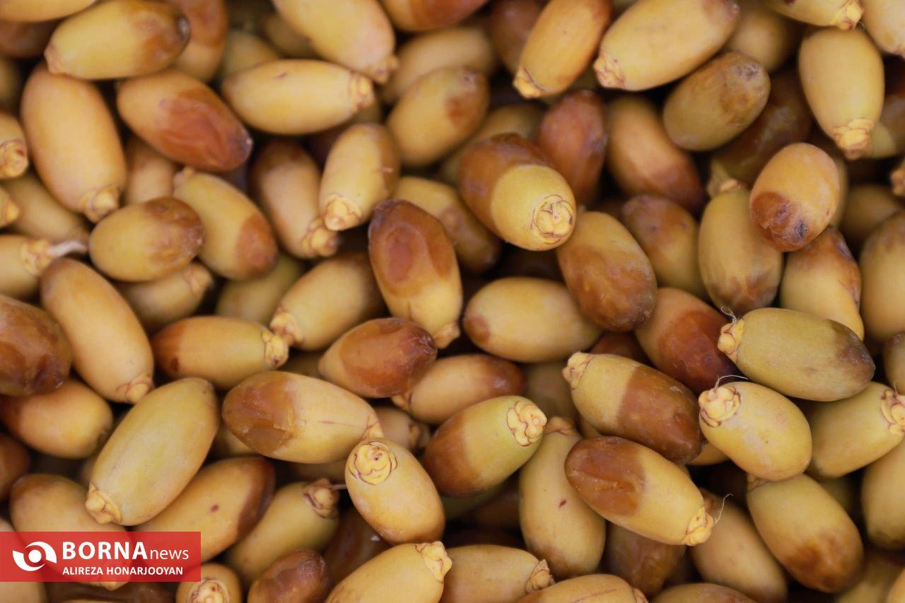 Harvesting Estemaran Dates in Khorramshahr’s Scorching Heat Harvesting Estemaran Dates in Khorramshahr’s Scorching Heat