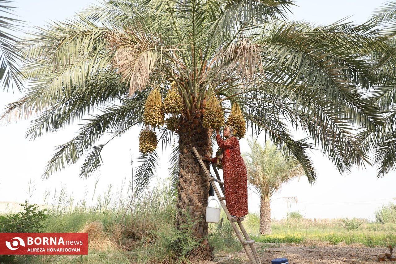 Harvesting Estemaran Dates in Khorramshahr’s Scorching Heat Harvesting Estemaran Dates in Khorramshahr’s Scorching Heat