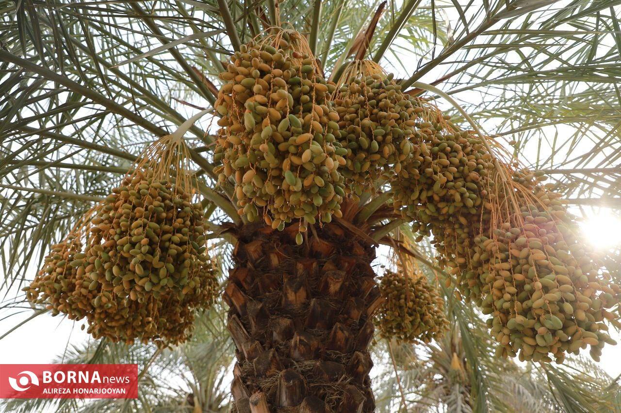 Harvesting Estemaran Dates in Khorramshahr’s Scorching Heat Harvesting Estemaran Dates in Khorramshahr’s Scorching Heat