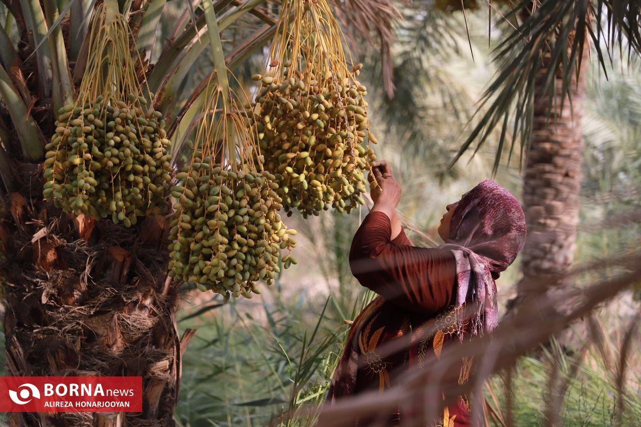 Harvesting Estemaran Dates in Khorramshahr’s Scorching Heat Harvesting Estemaran Dates in Khorramshahr’s Scorching Heat
