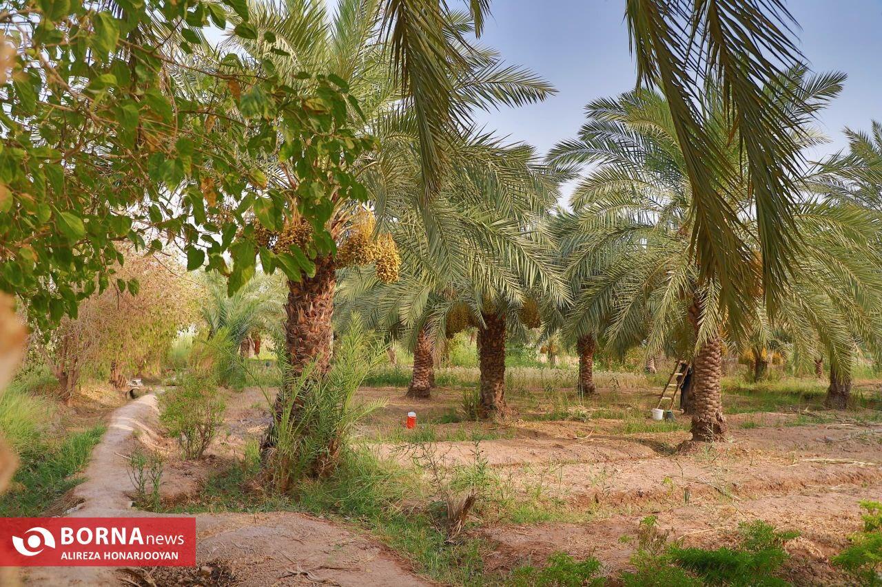 Harvesting Estemaran Dates in Khorramshahr’s Scorching Heat Harvesting Estemaran Dates in Khorramshahr’s Scorching Heat