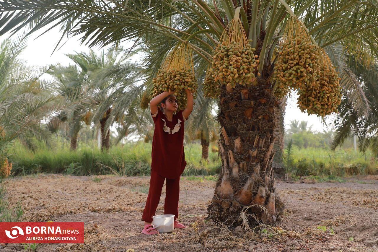 Harvesting Estemaran Dates in Khorramshahr’s Scorching Heat Harvesting Estemaran Dates in Khorramshahr’s Scorching Heat