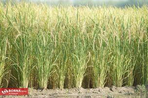 Golden Fields of the North of Iran: A Glimpse into Rice Harvest Season in Mazandaran