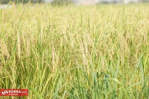 Golden Fields of the North of Iran: A Glimpse into Rice Harvest Season in Mazandaran