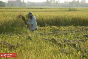 Golden Fields of the North of Iran: A Glimpse into Rice Harvest Season in Mazandaran