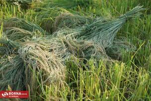 Golden Fields of the North of Iran: A Glimpse into Rice Harvest Season in Mazandaran