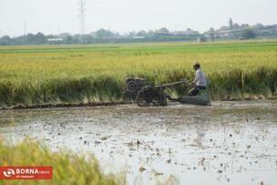 Golden Fields of the North of Iran: A Glimpse into Rice Harvest Season in Mazandaran