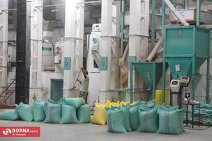 Golden Fields of the North of Iran: A Glimpse into Rice Harvest Season in Mazandaran