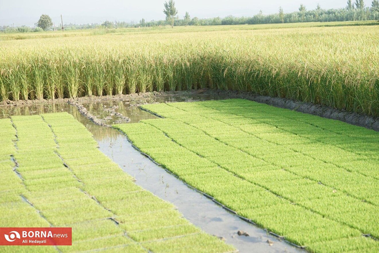 Golden Fields of the North of Iran: A Glimpse into Rice Harvest Season in Mazandaran