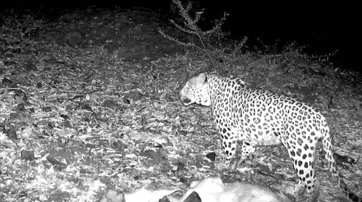 Persian Leopard Spotted in Hyrcanian Forests of Amlash