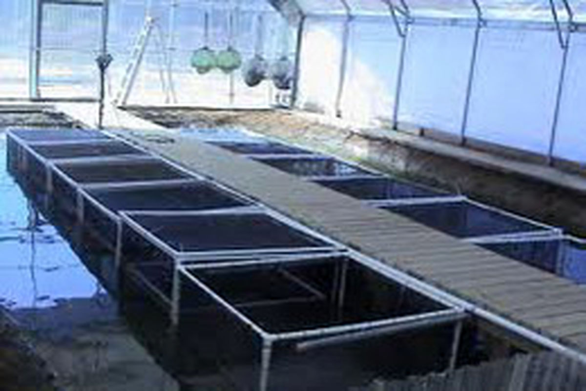 اجرای طرح پرورش ماهی در قفس