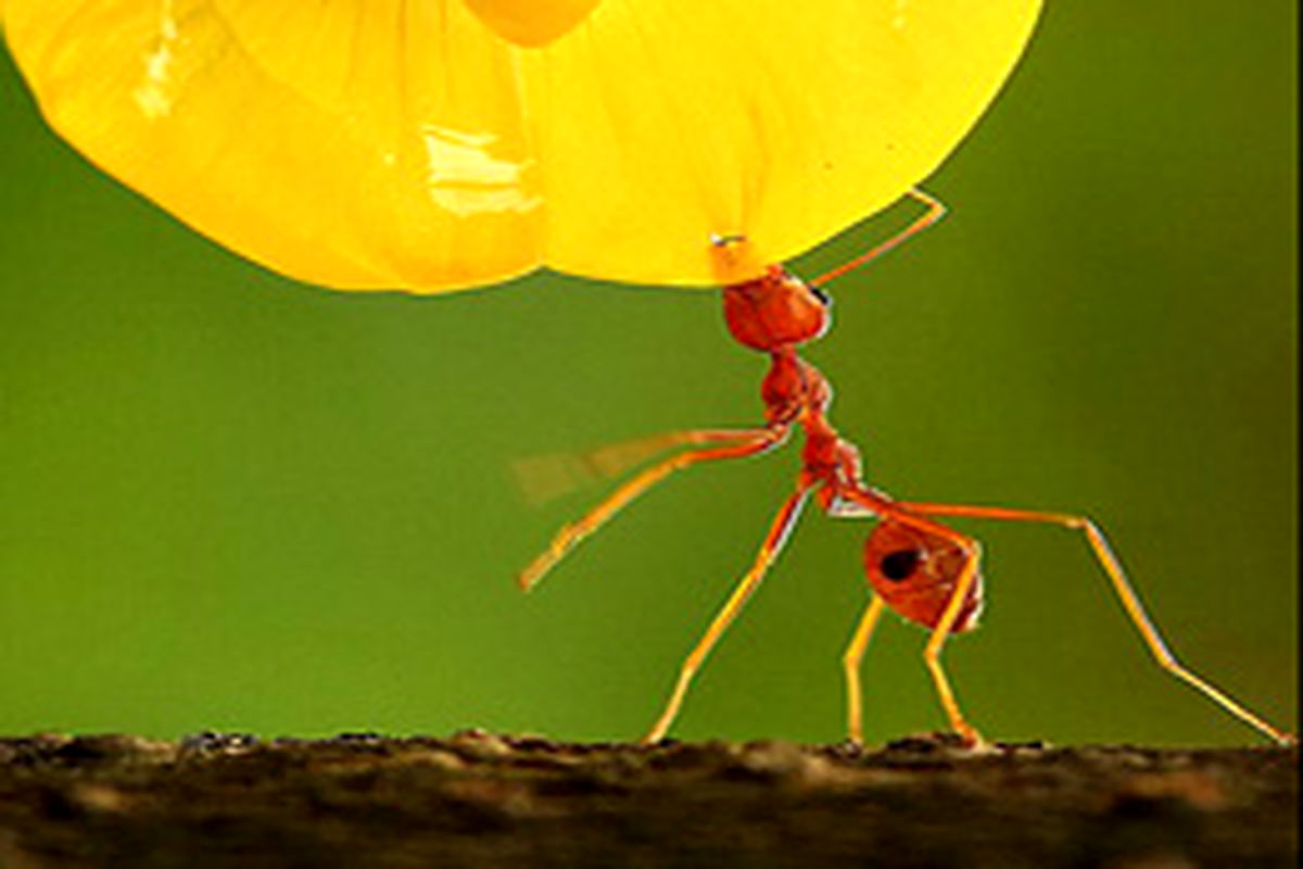 تصویر دیدنی یک مورچه قرمز