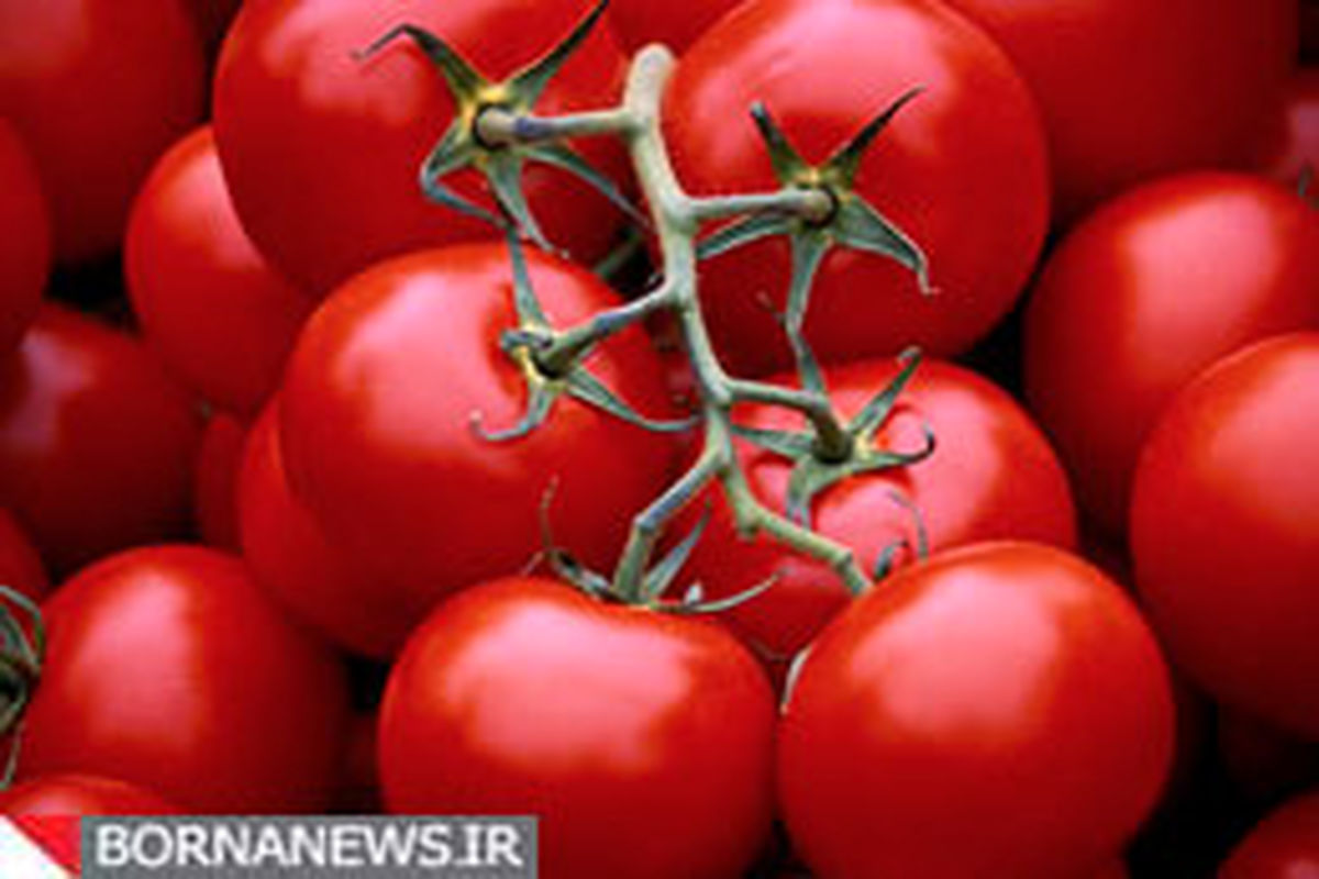 گوجه فرنگی و فلفل دلمه ای جذب آهن را افزایش می‌دهند