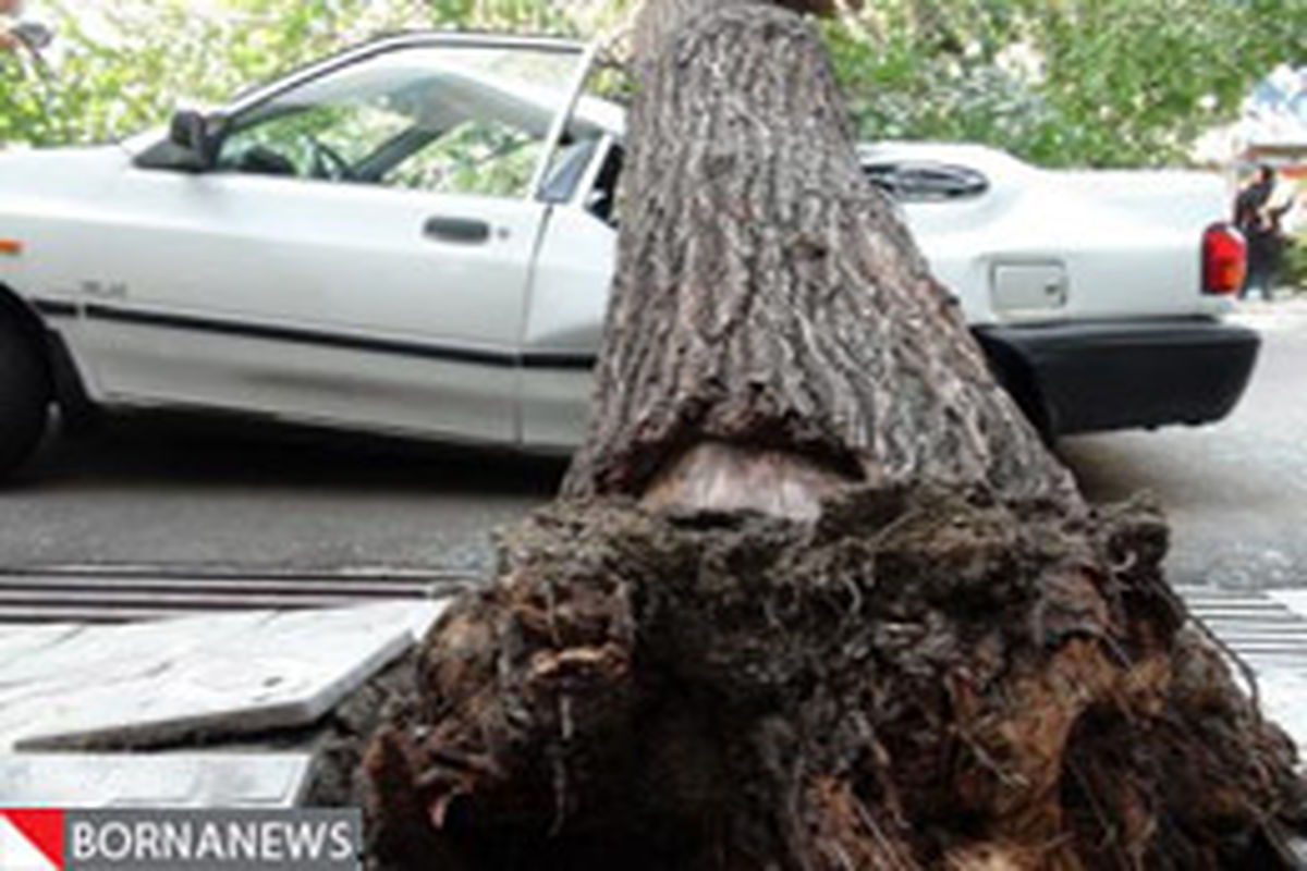 سقوط درخت تنومند بر روی خودروی سواری