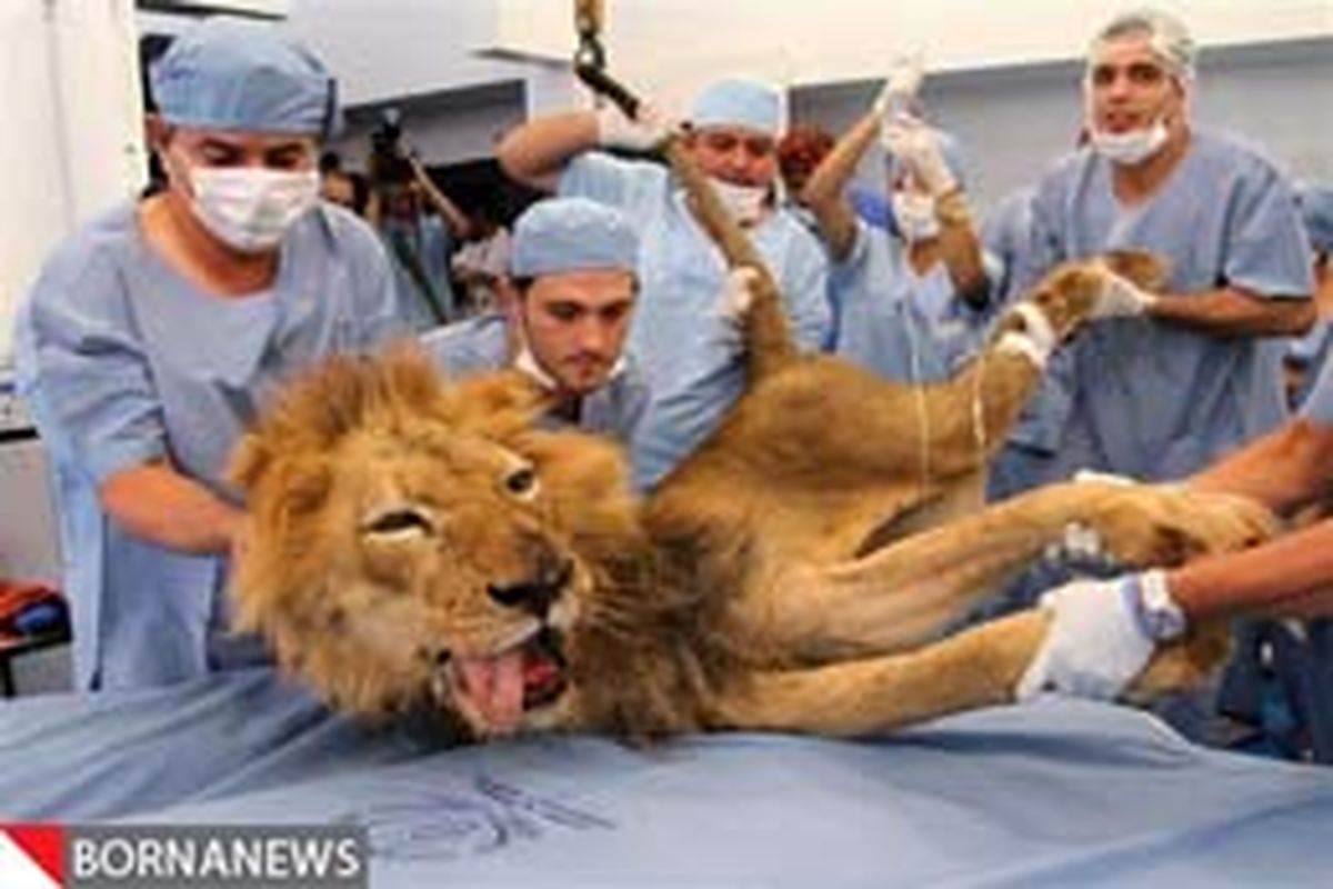 گزارش تصویری: سلطان جنگل به دندانپزشکی رفت