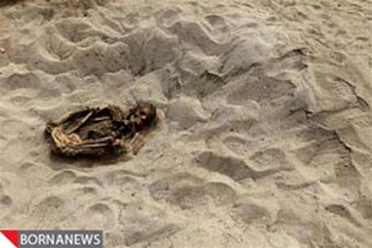اسکلت ۸۰۰ ساله بچه قربانی شده کشف شد + تصویر