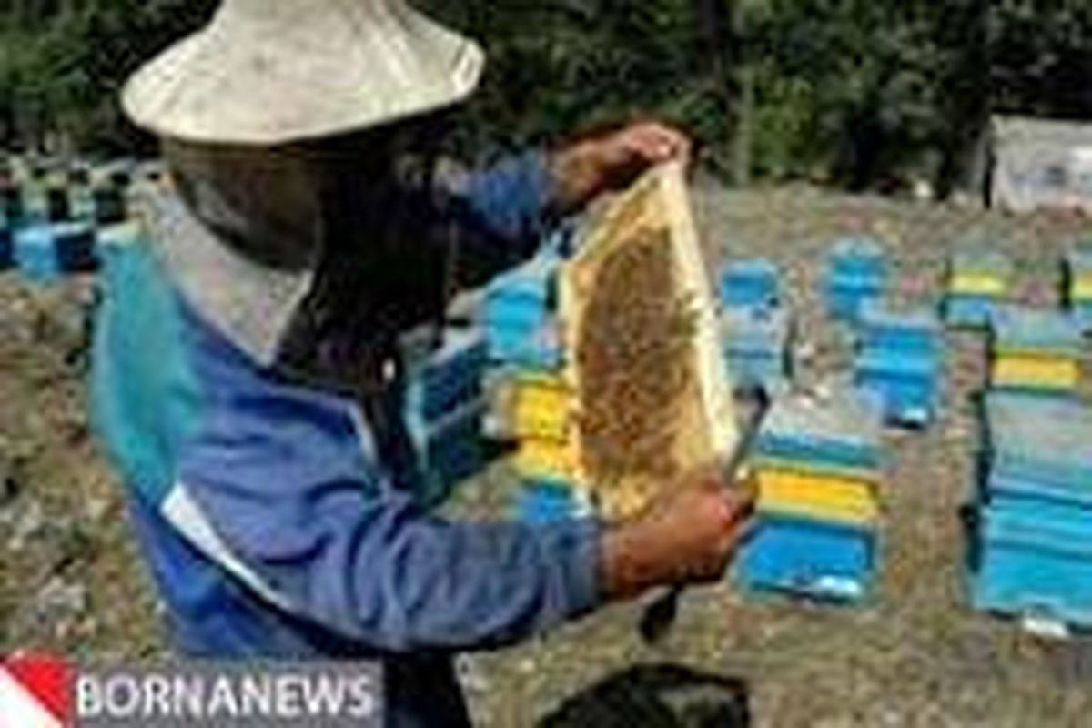 آغاز آمارگیری از کلنی‌های زنبور عسل در خراسان شمالی