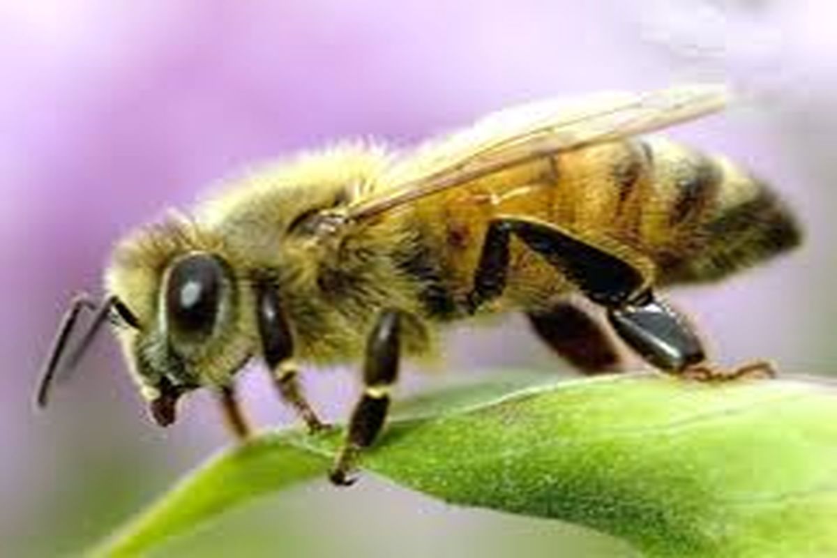 ۷۲ نفر در استان هرمزگان به حرفه زنبور داری مشغول هستند