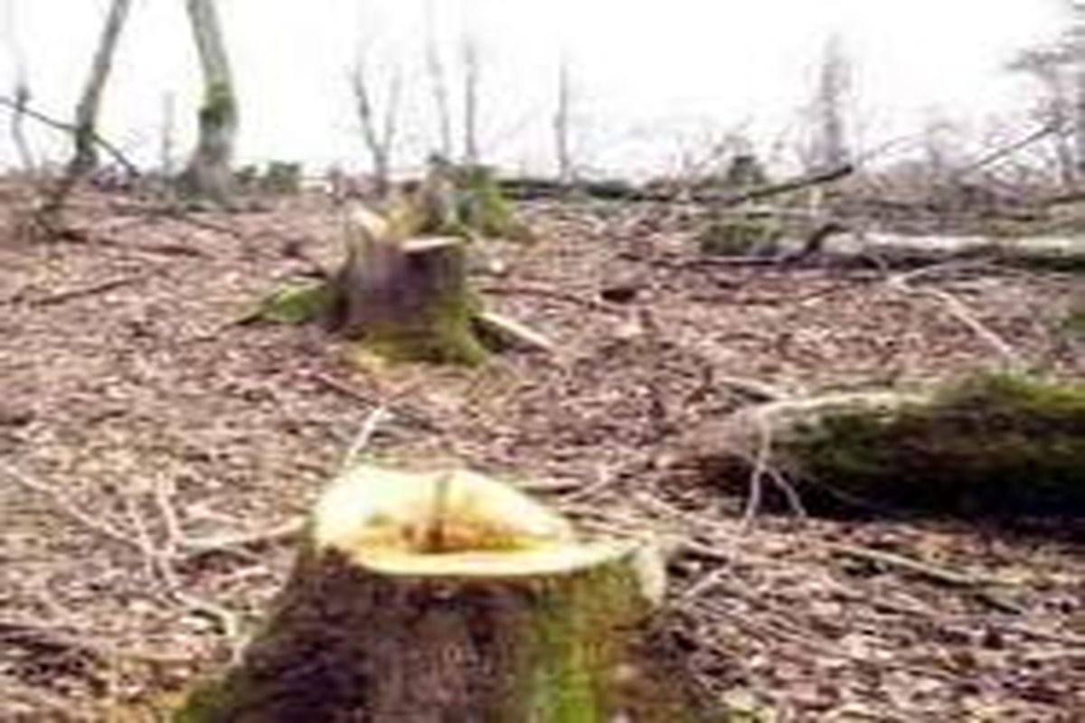 ۴۰ گروه ثابت و سیار به منظور جلوگیری از قطع درختان در جنگل های لرستان مستقر شد