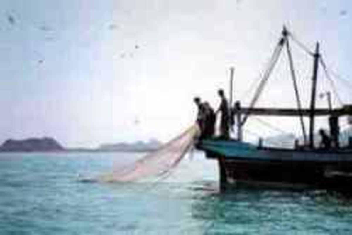 صید ۲۰ هزار تن انواع ماهی های تجاری و صنعتی در جاسک