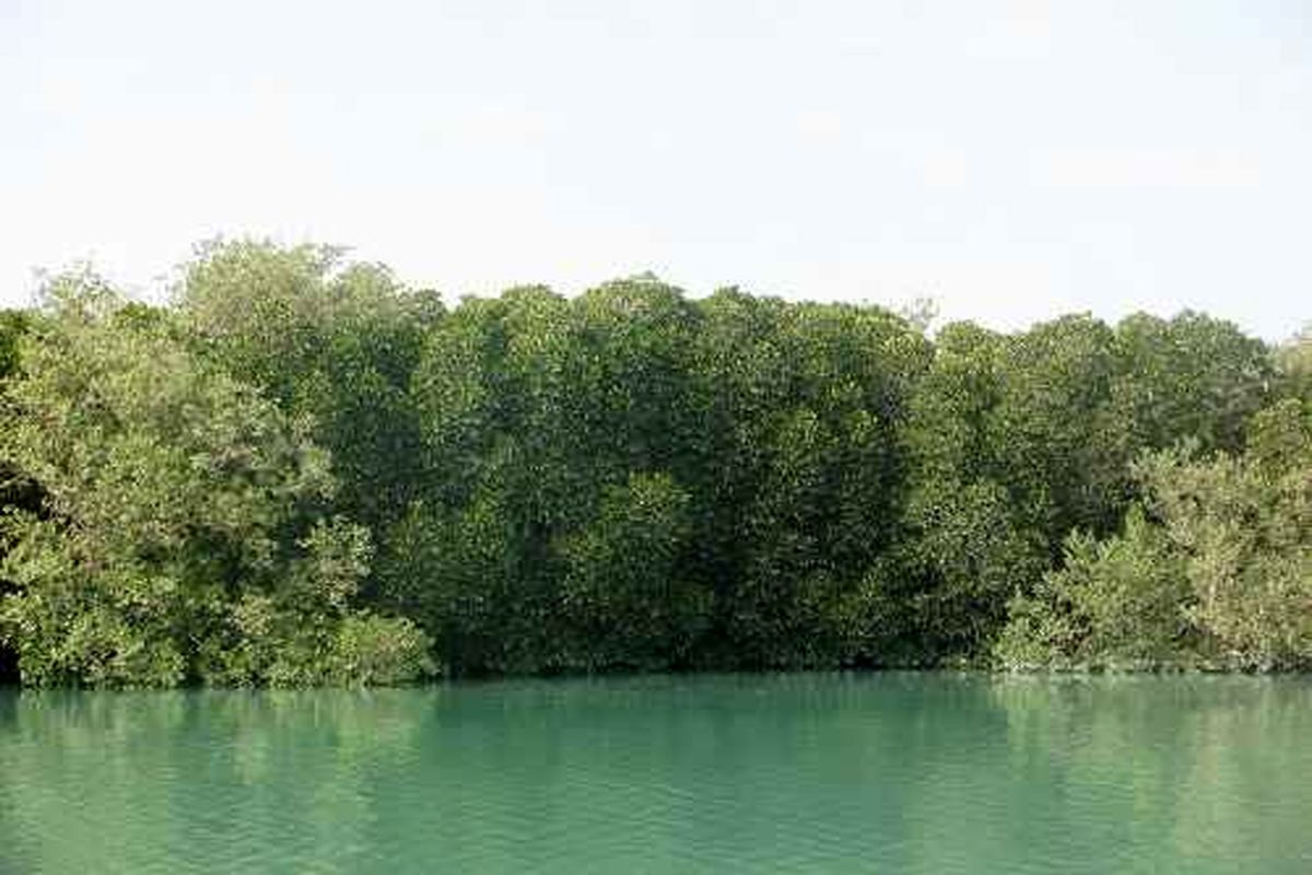 افزایش چشمگیر وسعت جنگل‌های مانگرو هرمزگان