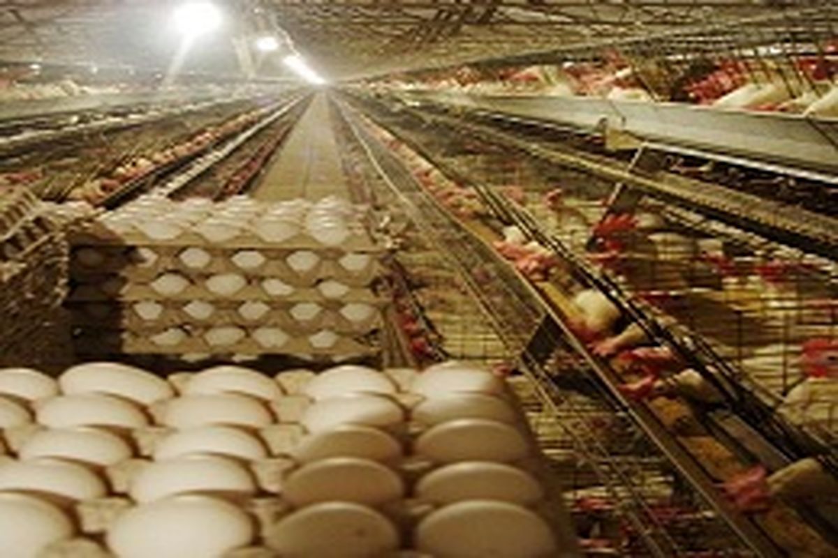 افزایش عرضه تخم‌مرغ در ماه رمضان
