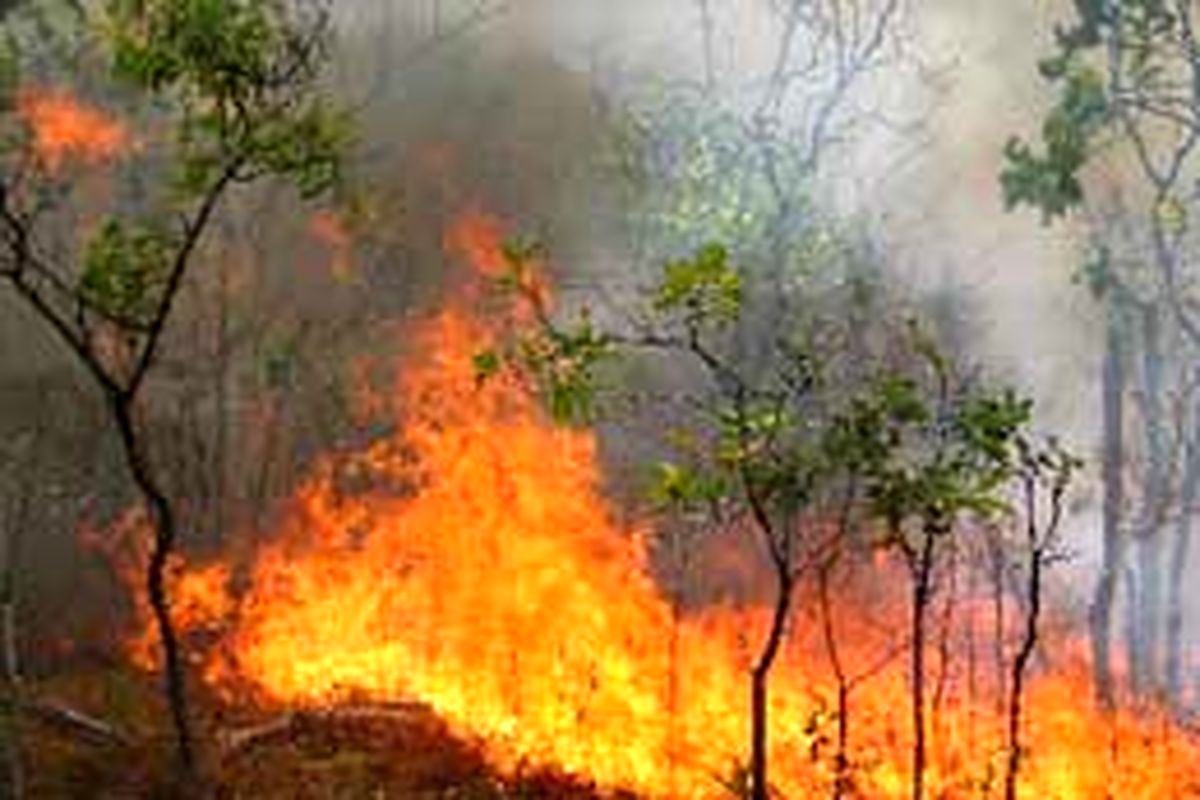 ۶۰هکتار از جنگل‌های خوزستان طعمه حریق شد/ ۱۰۰۰ اصله درخت در آتش سوخت