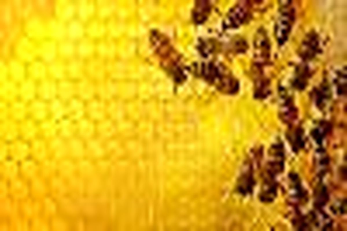 زنبورستان‌ها هم به گرفتن کد IR مکلف می‌شوند