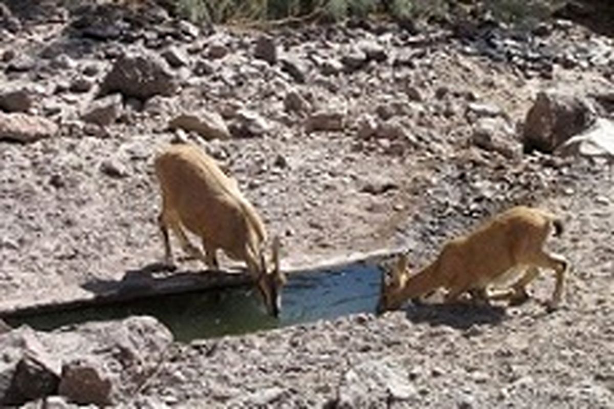 آبرسانی به حیوانات تشنه کویر برای جلوگیری از مهاجرت در حال انجام است