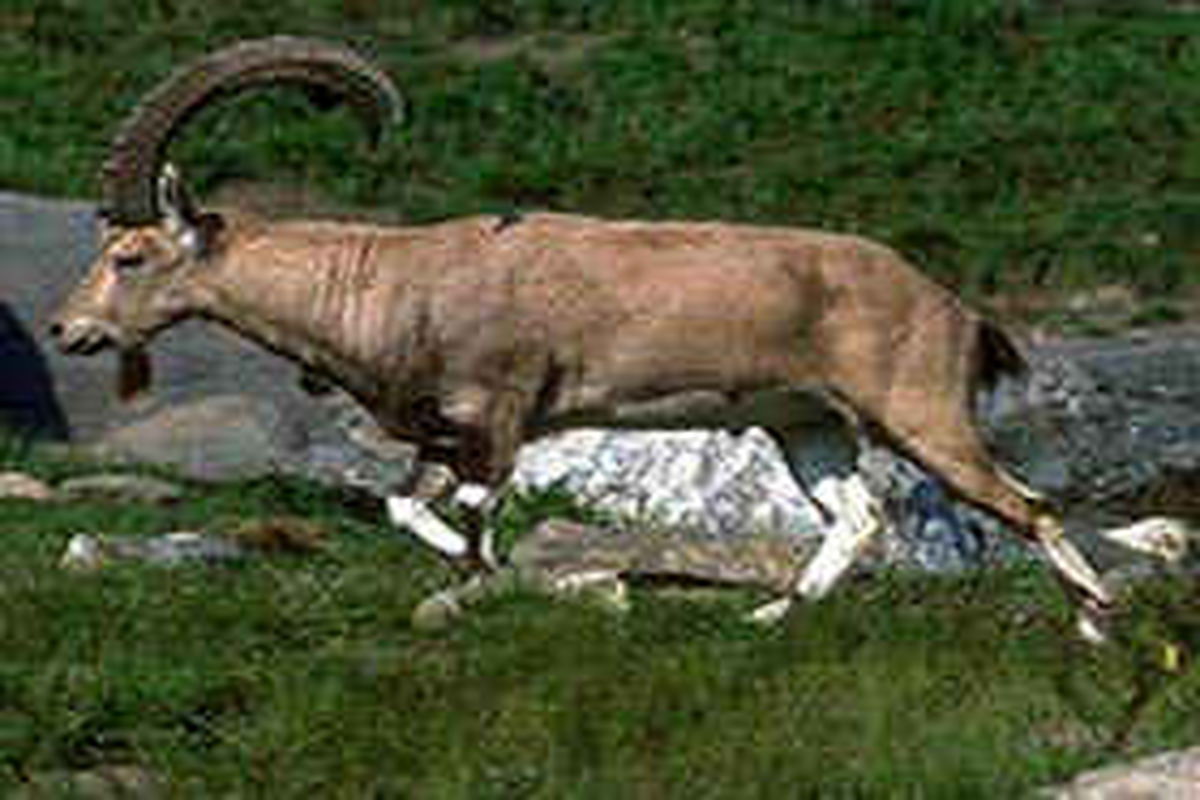 نجات یک راس کل وحشی در ارتفاعات شاهو