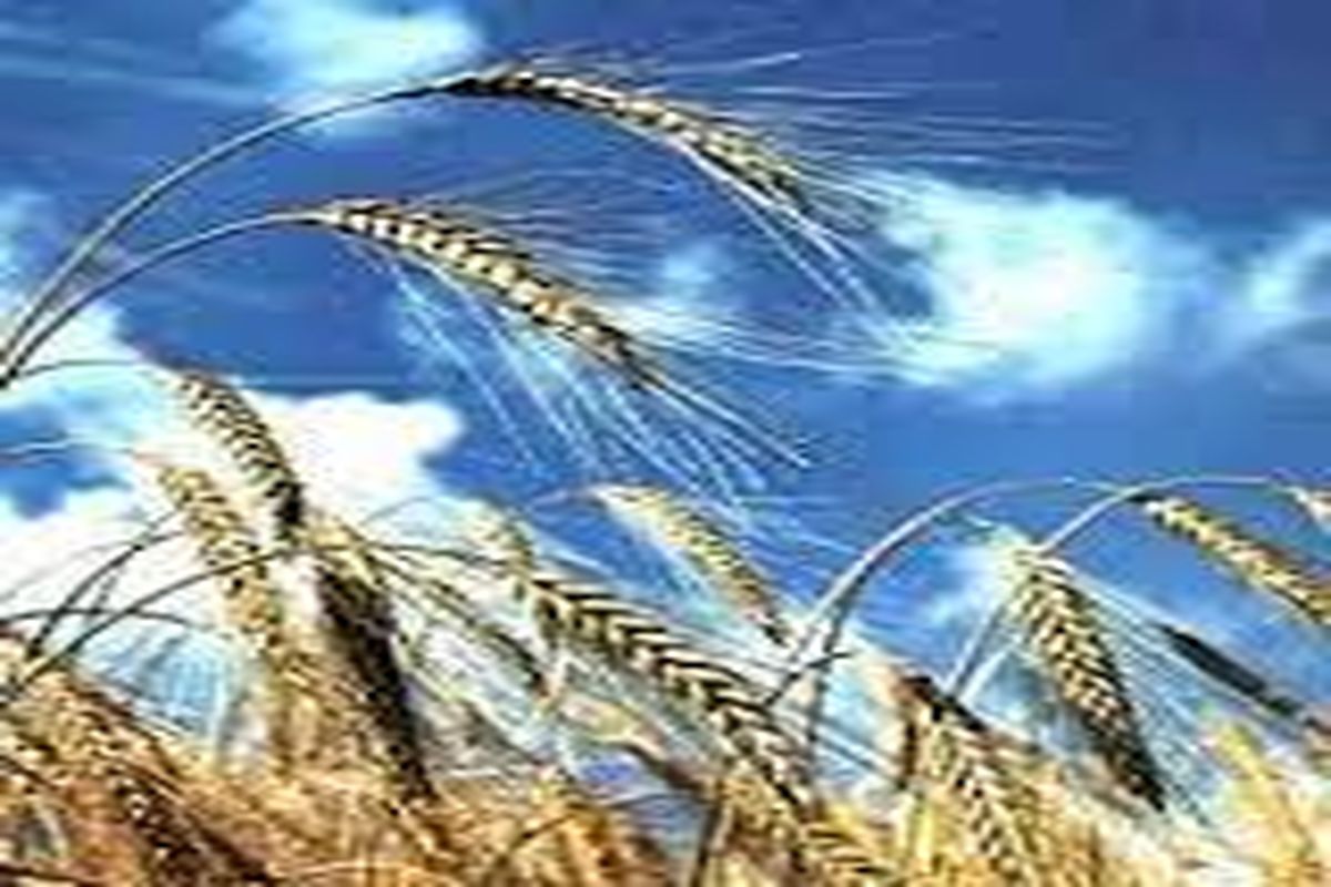 ۵۰ درصد از گندم تولیدی زنجان متعلق به  شهرستان خدابنده است