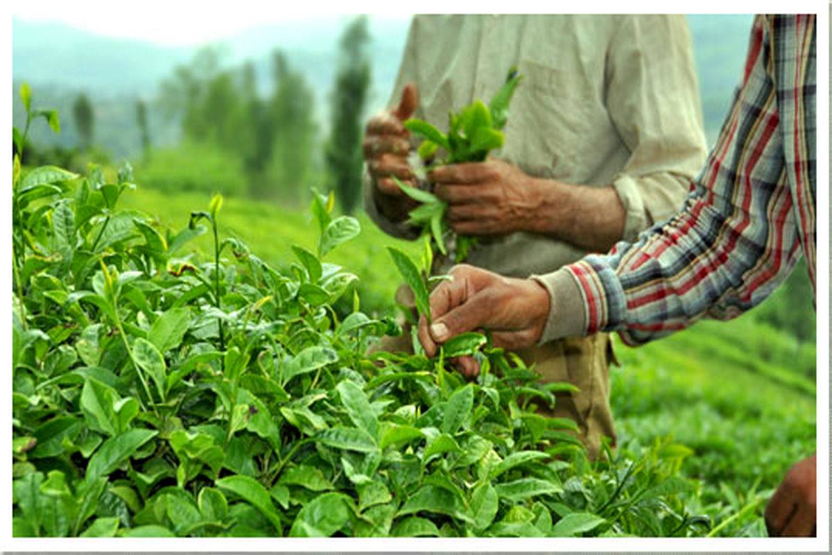 رشد ۲۱ و ۱۴ درصدی خرید تضمینی برگ سبز چای و پیله تر ابریشم
