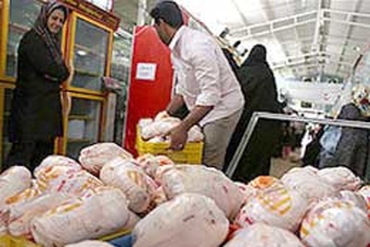 تولید گوشت مرغ و تخم مرغ بدون مصرف آنتی بیوتیک در استان در حال افزایش است