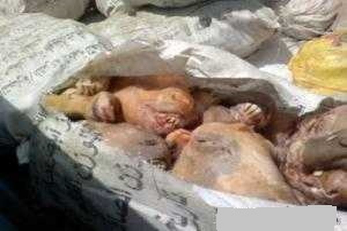 معدوم سازی ۱۶۴ کیلوگرم آلایش دامی در قزوین